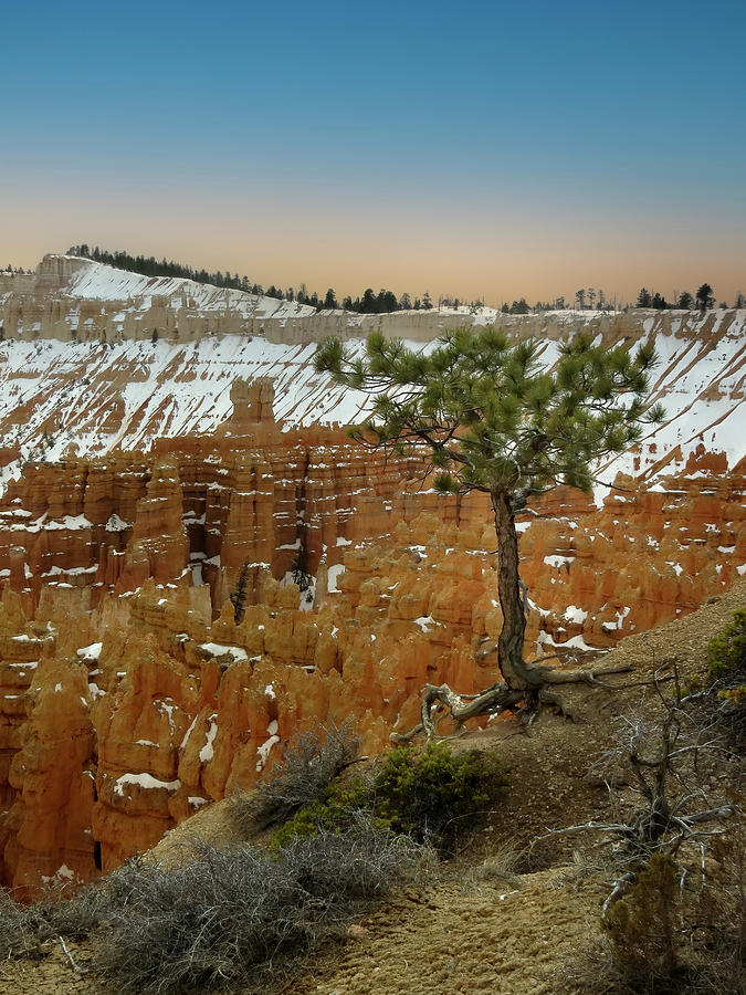 Bryce Canyon Pine Tree on the Edge Photograph by Patti Deters