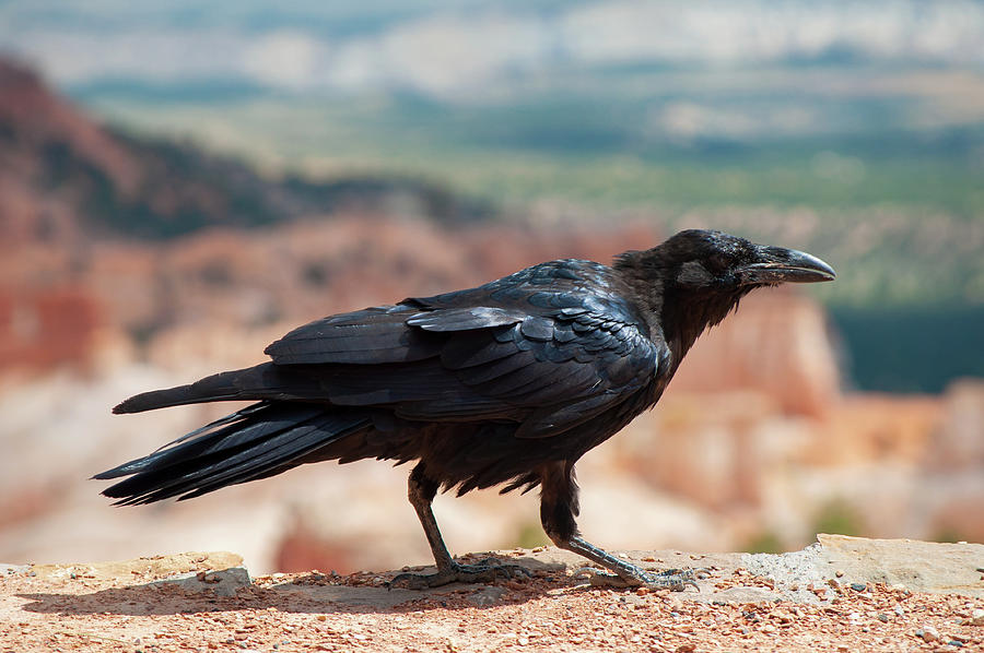 Bryce Canyon Raven Photograph by Kyle Hanson