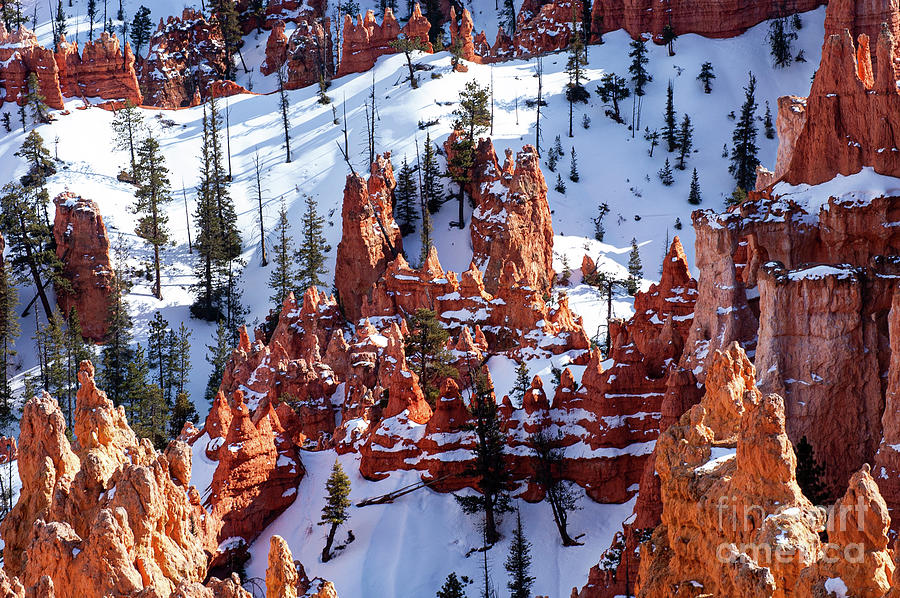 Bryce Canyon Red on White Two Photograph by Bob Phillips