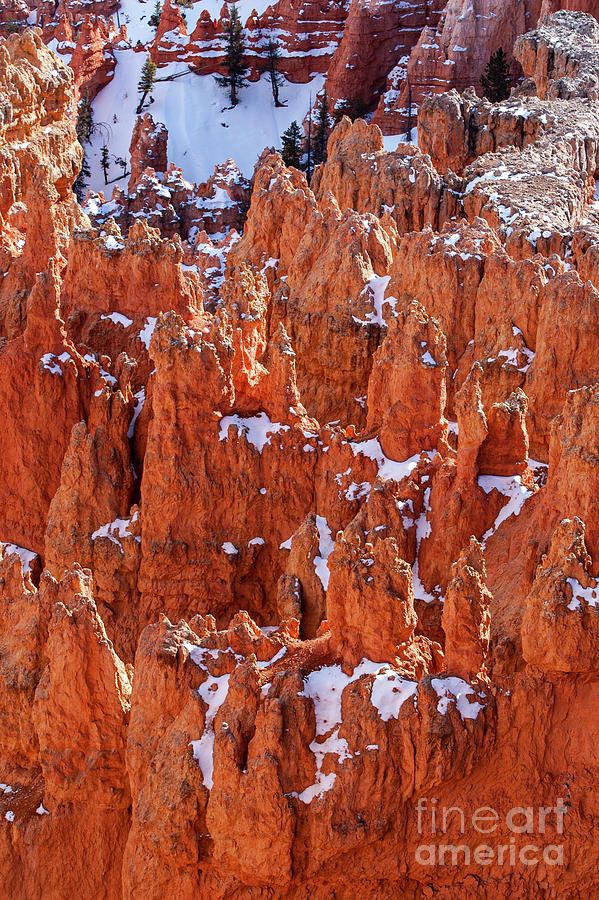Bryce Canyon Red Rock in the Snow One Photograph by Bob Phillips