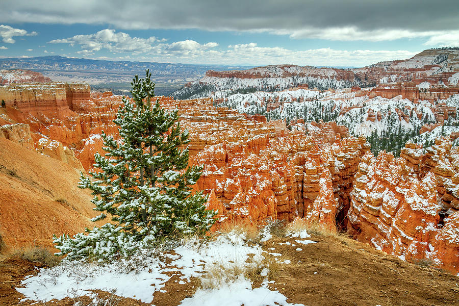 Bryce Canyon Snowy Pine Tree Photograph By Pierre Leclerc Photography   Bryce Canyon Snowy Pine Tree Pierre Leclerc Photography 