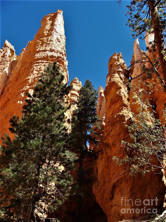 Bryce Canyon Spires and Canyon Photograph by Charlene Adler