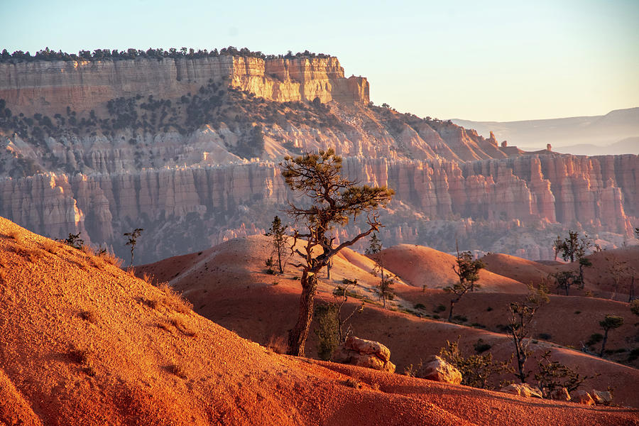 Bryce Canyon Sunrise Tree Photograph by Nathan Wasylewski