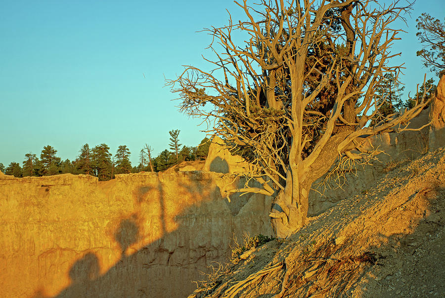 Bryce Canyon Sunset Shadows  Photograph by Bruce Gourley
