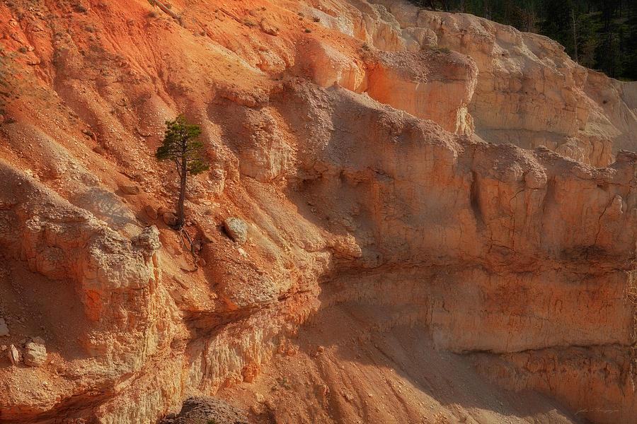 Bryce Canyon Utah Tree Among Rocks Photograph by John A Rodriguez