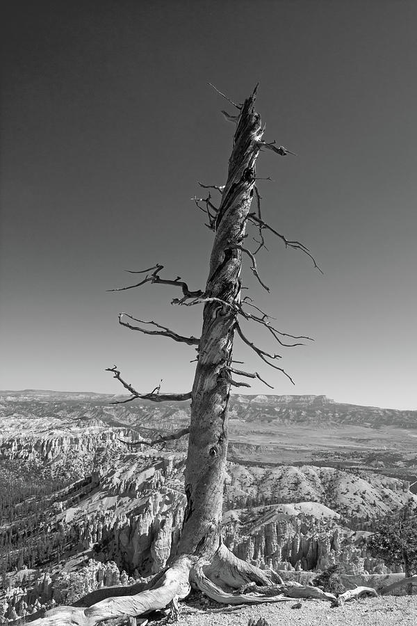 Bryce Canyon Vigil Print Photograph by Stephen Emms - Fine Art America