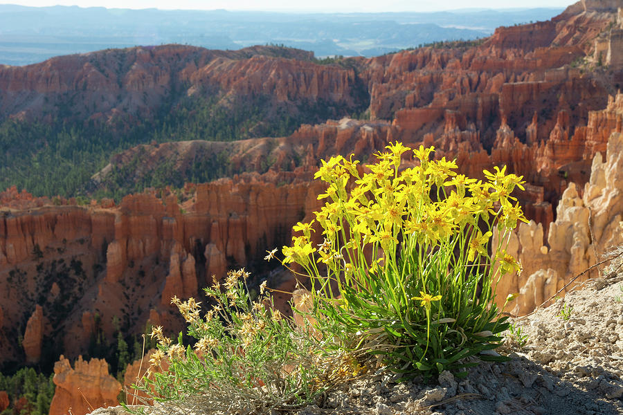 Bryce Canyon Wildflowers Photograph by Aaron Spong