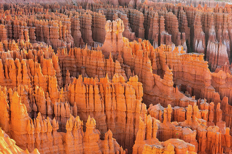 Bryce Hoodoo Portrait at Dawn 2 Photograph by Ron Long Ltd Photography
