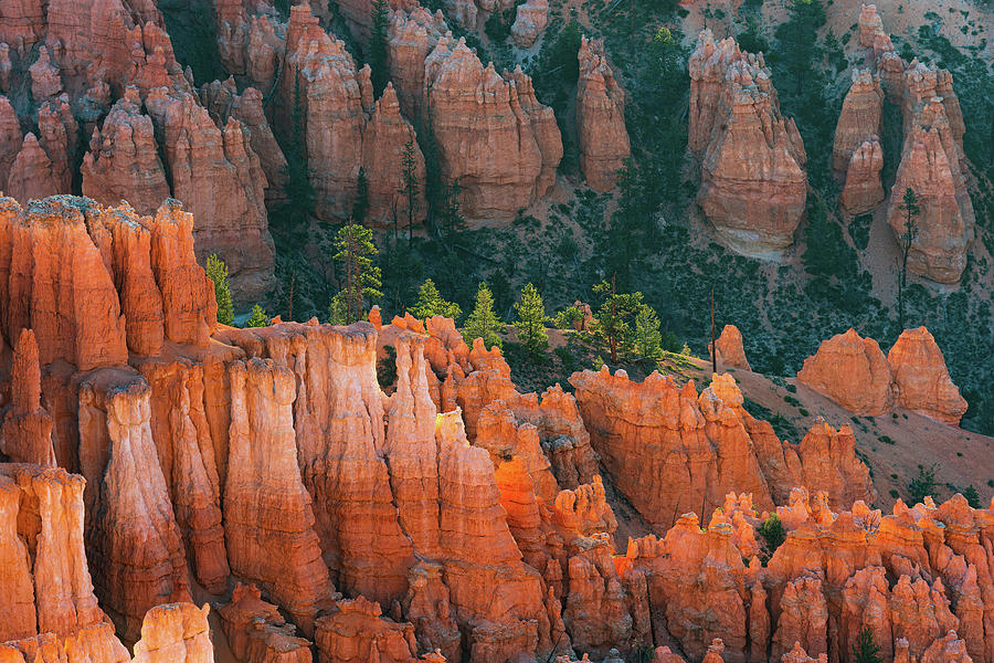 Bryce Hoodoo Portrait at Dawn 4 Photograph by Ron Long Ltd Photography