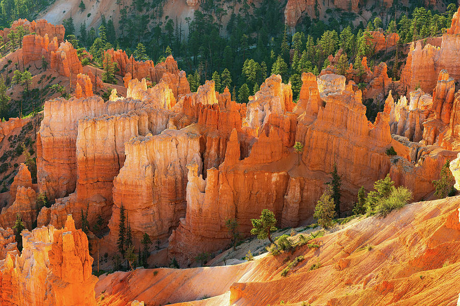 Bryce Hoodoo Portrait at Dawn 5 Photograph by Ron Long Ltd Photography