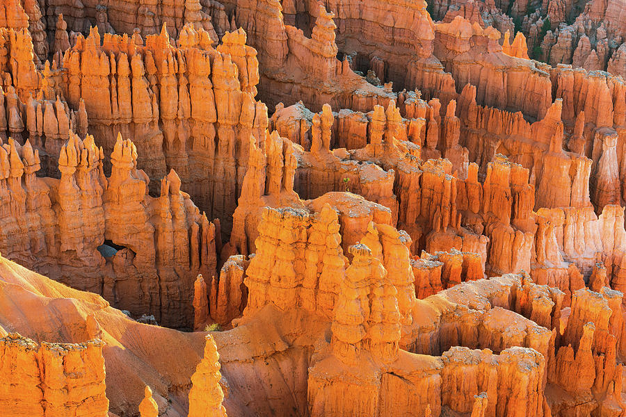 Bryce Hoodoo Portrait at Dawn Photograph by Ron Long Ltd Photography