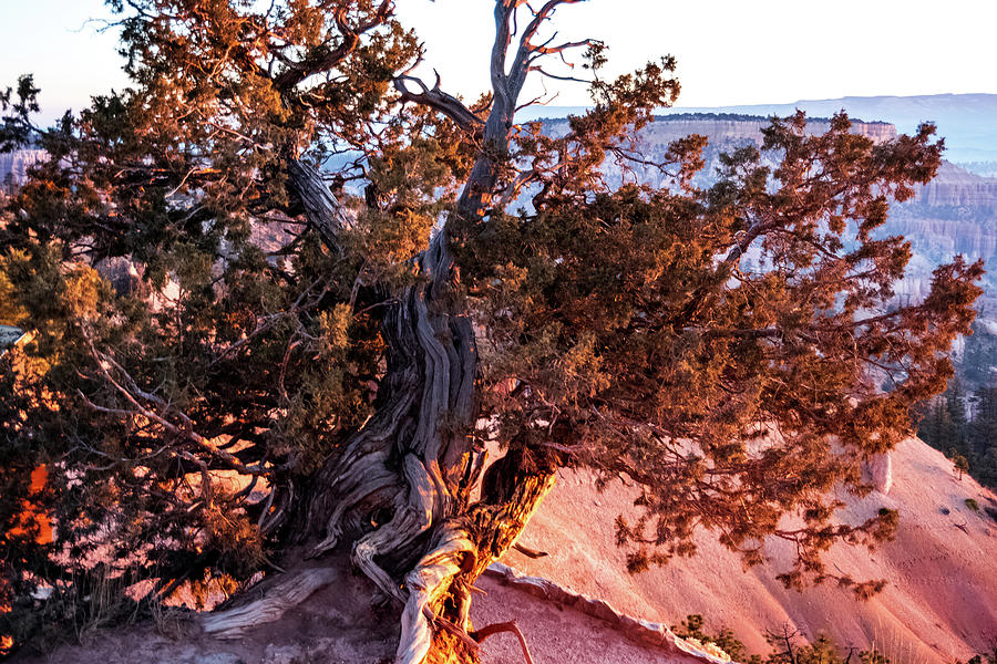 Bryce Pine tree Photograph by Nathan Wasylewski