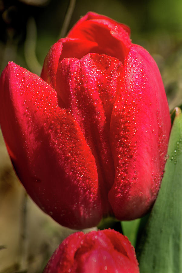 BSG Tulip Profile Photograph by Don Johnson - Fine Art America