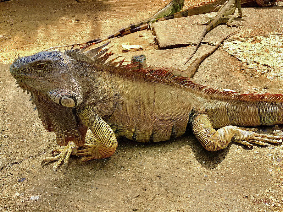Buana Iguana Photograph by GW Mireles