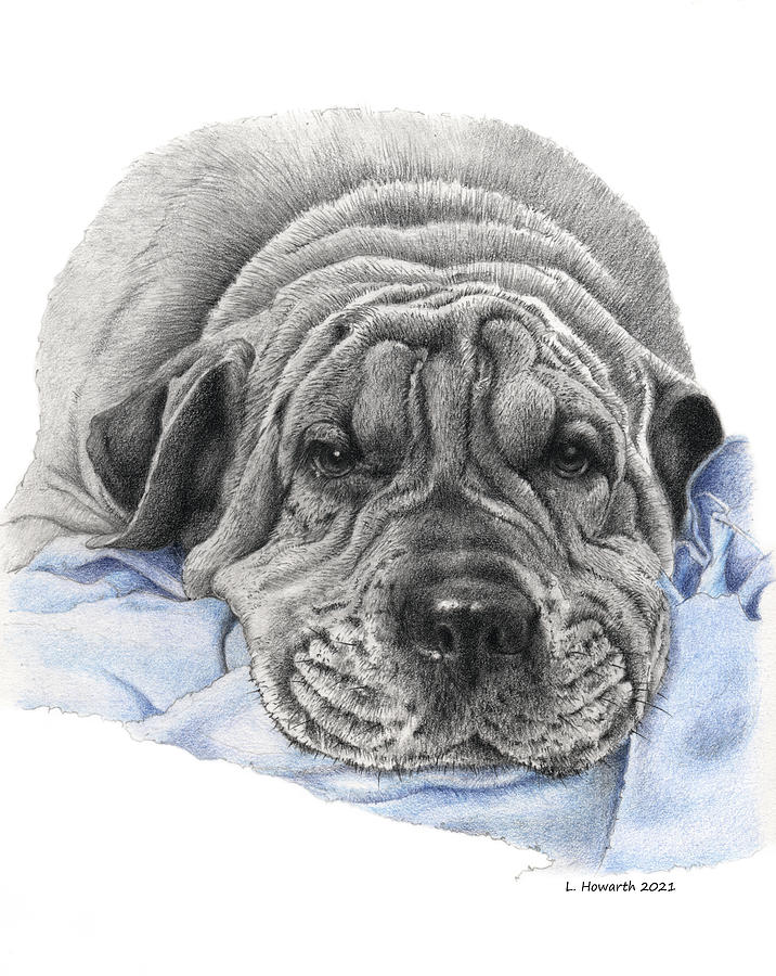 Dog Drawing - Bubba by Louise Howarth