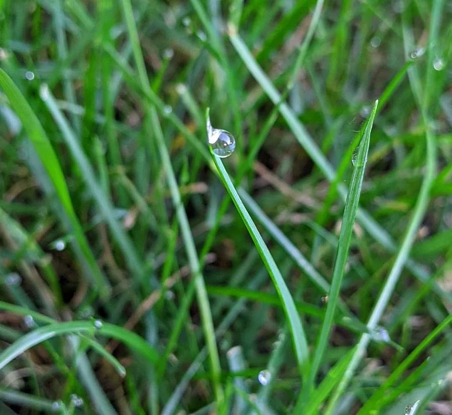 Bubble blade Photograph by Vanessa Denney | Fine Art America