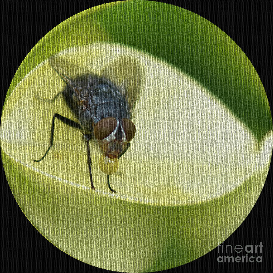 Bubble Blowing Tachinid Fly Photograph by Yvonne Johnstone