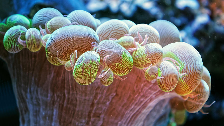 Bubble Coral Photograph by KJ Swan