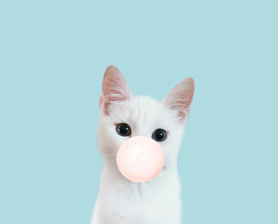 Bubble gum cat in blue Poster tumblr Painting by Hunt Logan - Fine Art ...