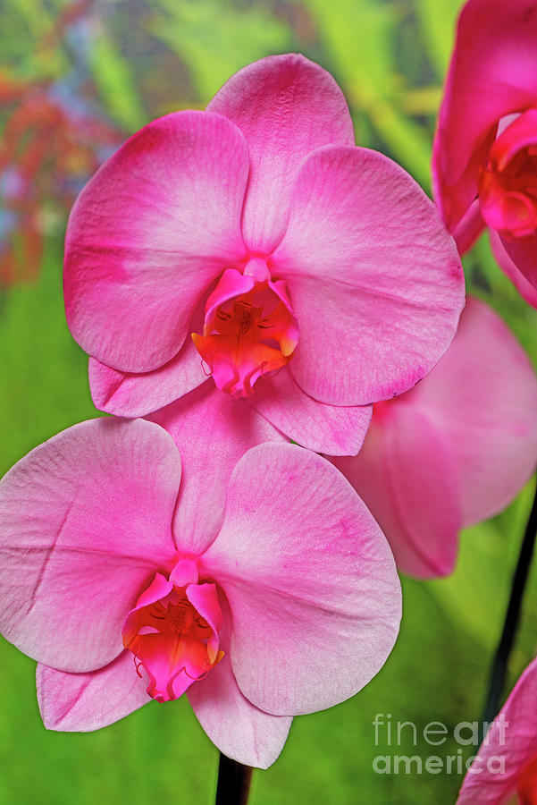 Bubble Gum Pink Orchid Photograph by Willie Harper