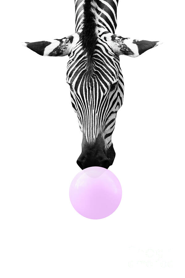 Black And White Photograph - Bubble gum zebra by Delphimages Photo Creations