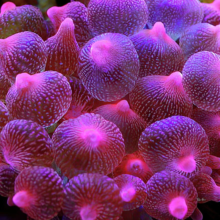 Bubble Tip Anemone Photograph by Russ Harris