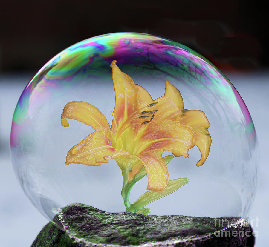 Bubbled Lilies Photograph by Nina Silver