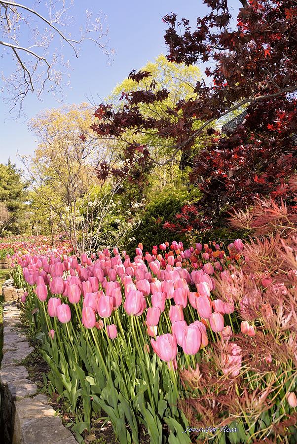 Bubblegum Pink Photograph by Jennifer Broadstreet Hess - Fine Art America