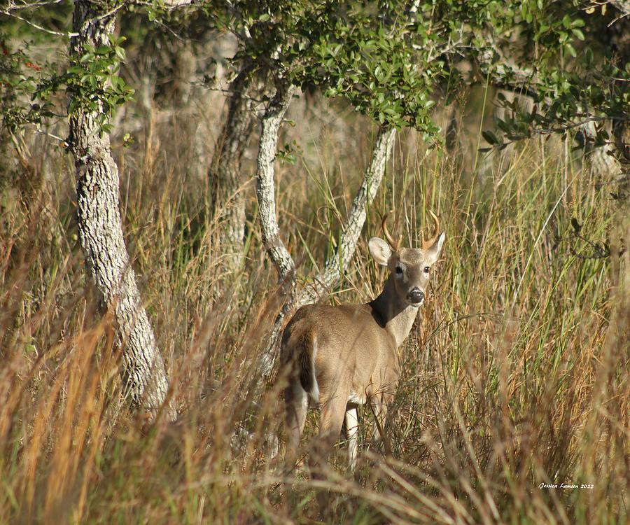 Buck Alert Photograph By Jessica Lamson - Fine Art America