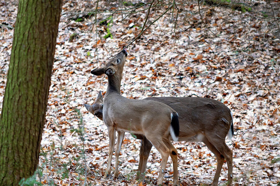 Deer Photograph - Buck and Doe by Ken Figurski