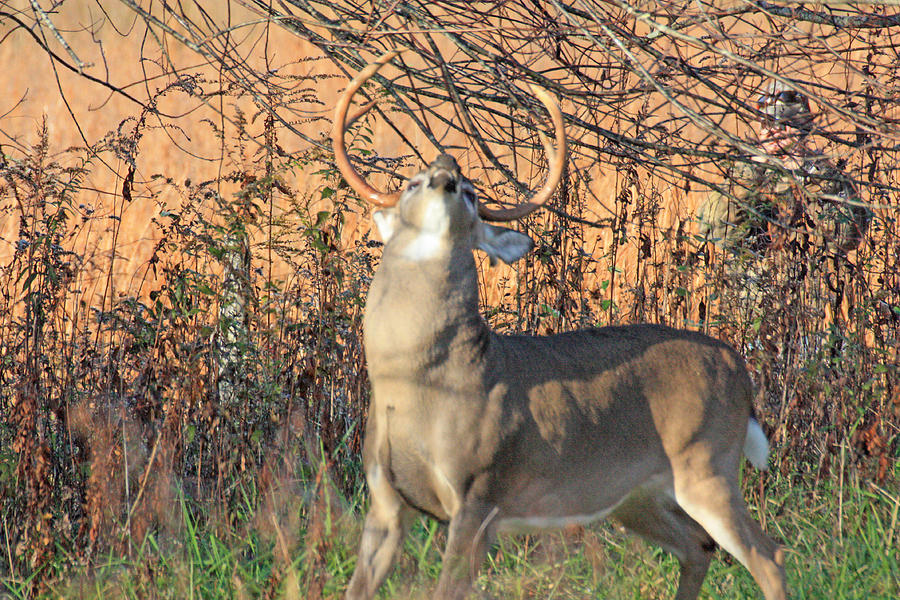 Buck and onlooker Photograph by Ed Stokes