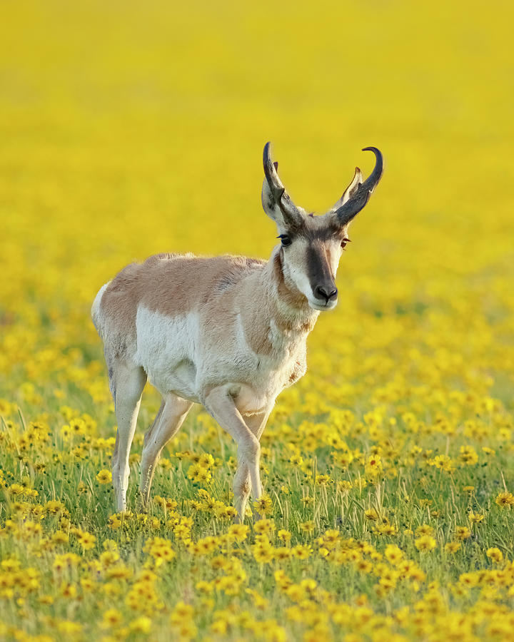 Buck Antelope in spring wildflowers Photograph by Gary Langley