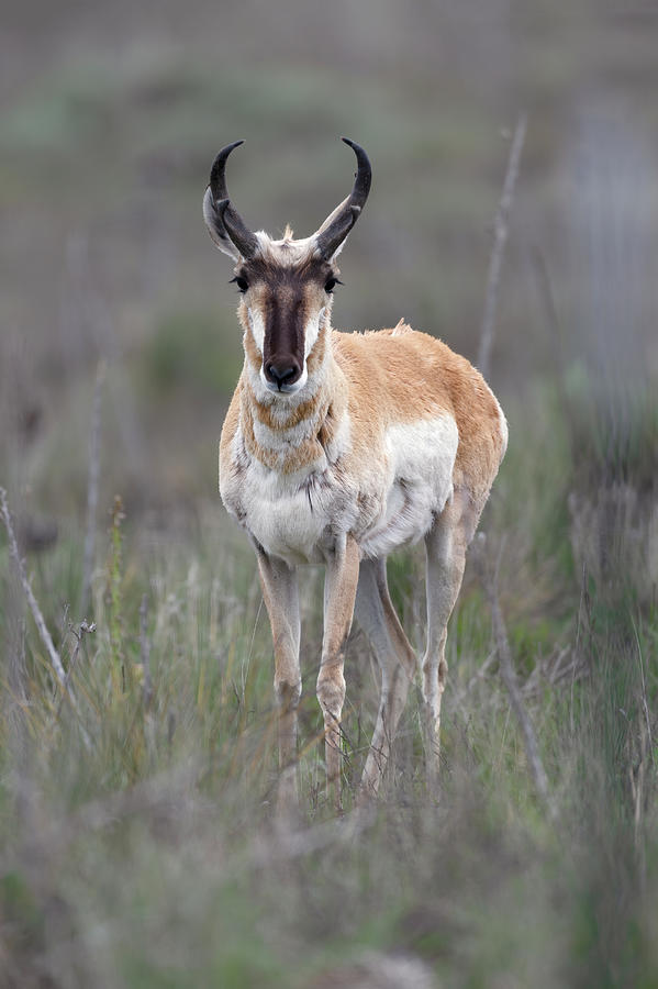 Buck Antelope Texas Photograph by Gary Langley