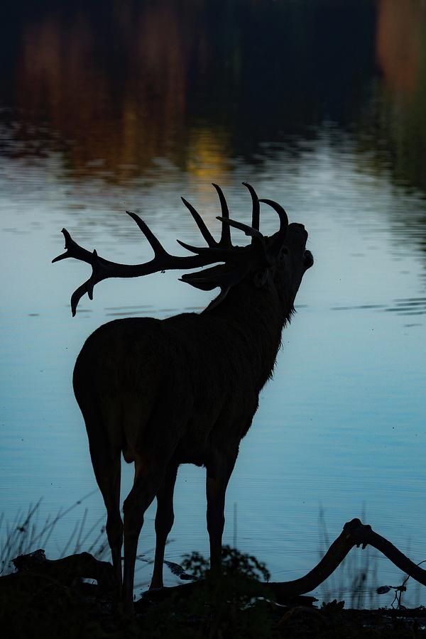 Buck At Dusk Photograph by World Art Collective