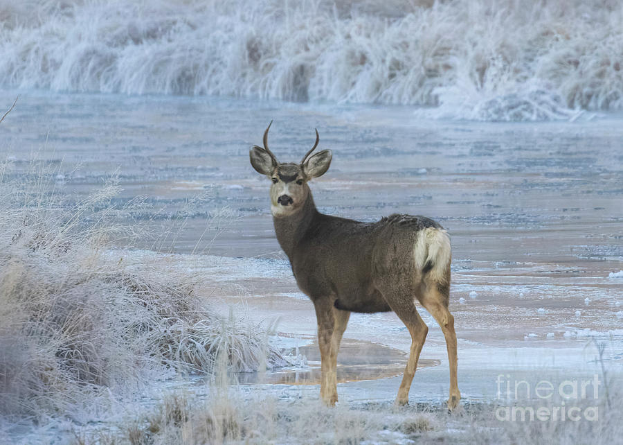 Buck at the River Photograph by Steven Krull