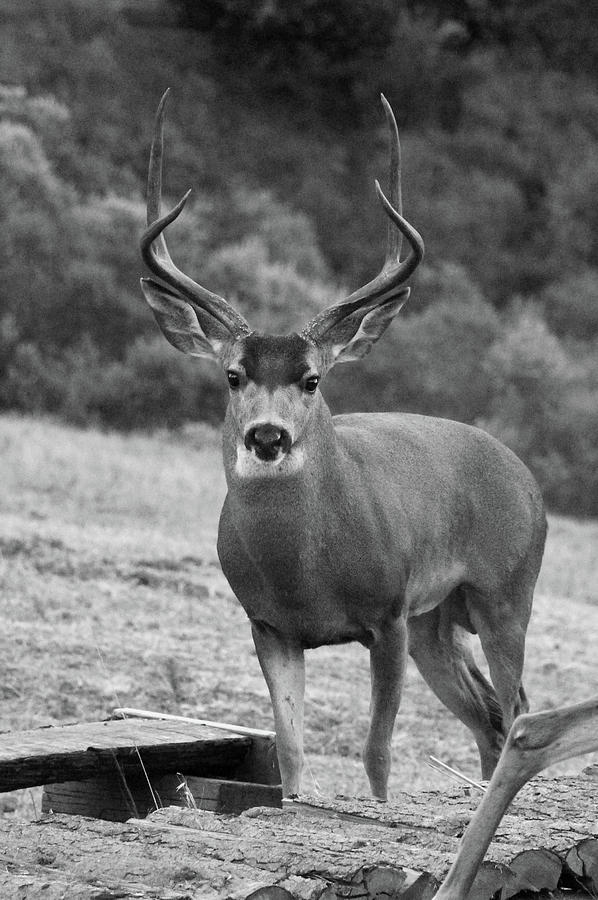 Buck Black and White Photograph by Sierra Vance - Fine Art America