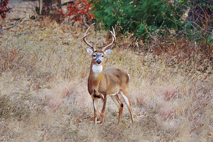 10 Point Buck In Wild Meadow Digital Art