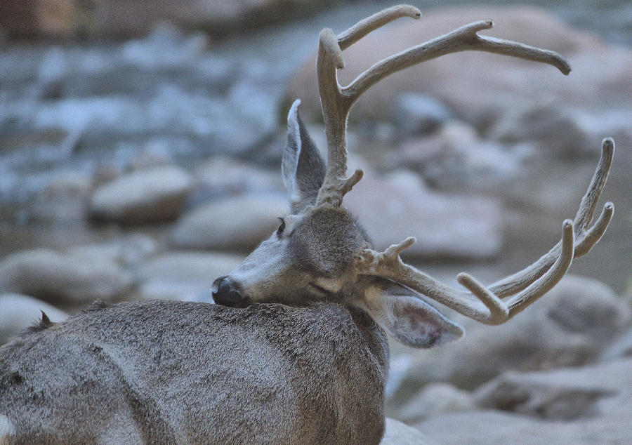 Buck Deer in Zion Canyon Photograph by Stephen Vecchiotti
