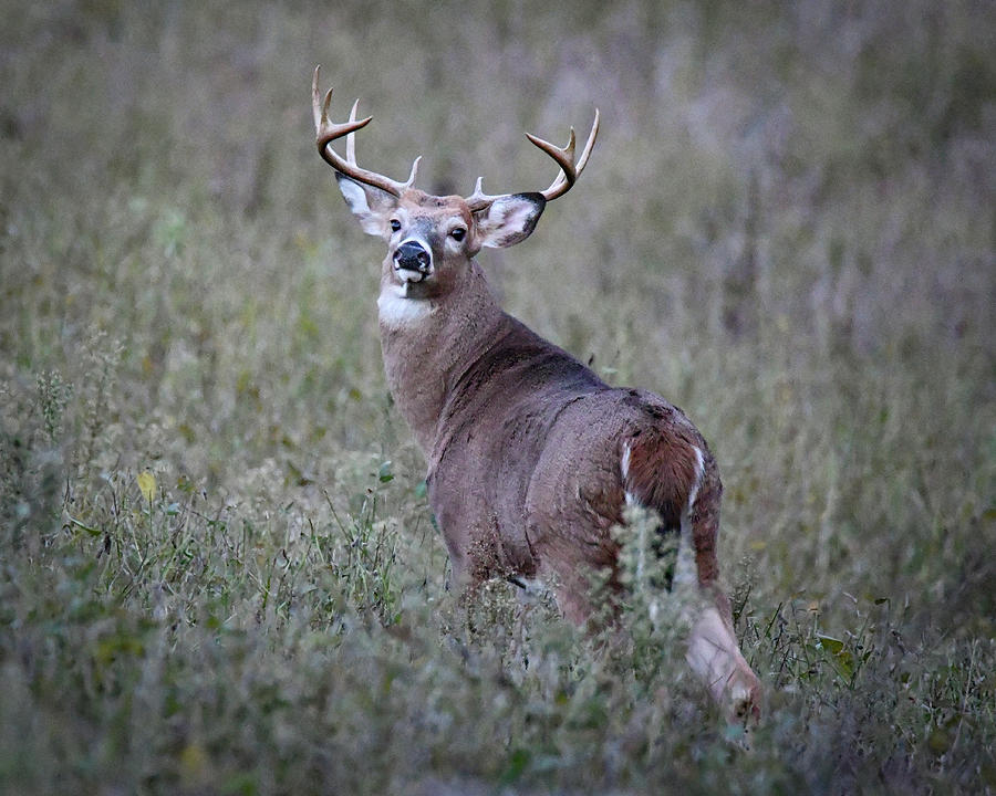 Buck Deer Photograph by Michelle Wittensoldner