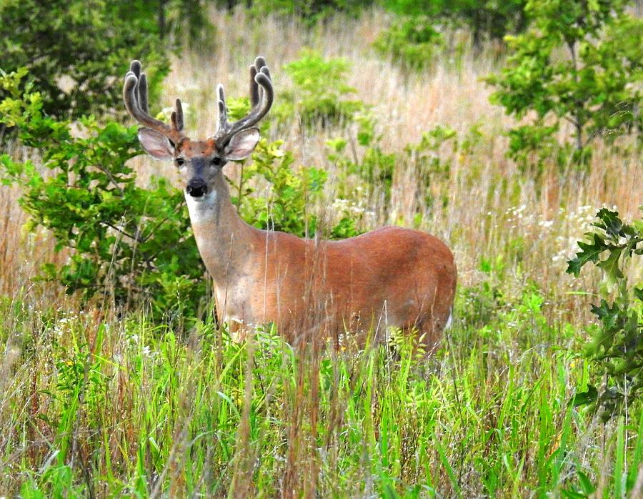 Buck Fever Photograph by Delana Epperson - Fine Art America