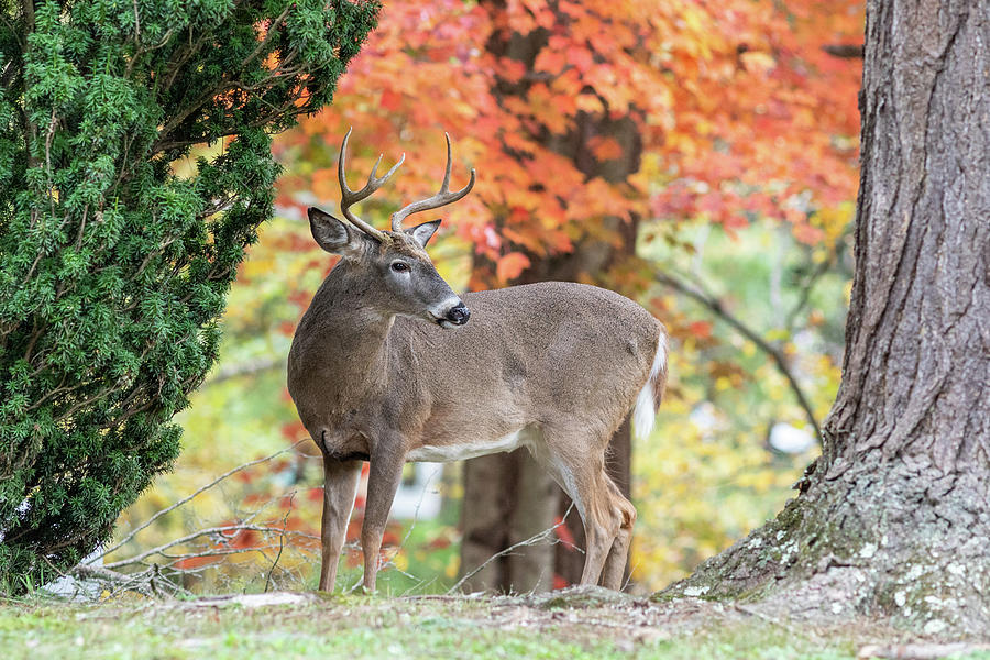 Buck in Autumn Photograph by Amelia Pearn