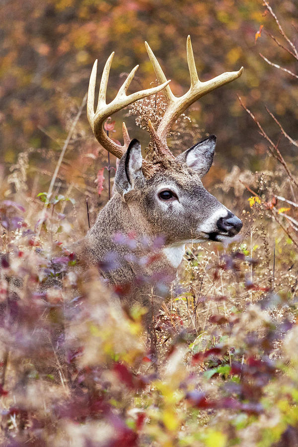 Buck in Color Photograph by Kalley Cook