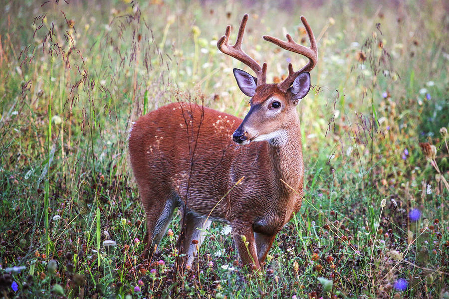 Buck in Light Photograph by Kalley Cook - Fine Art America