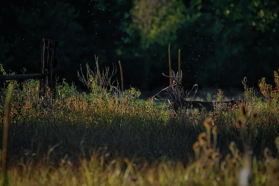 Buck in nature Photograph by Ernest Echols