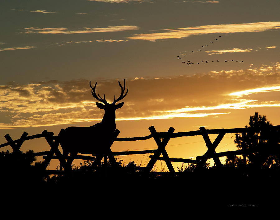 Buck in Sunset Photograph by Sam Sherman