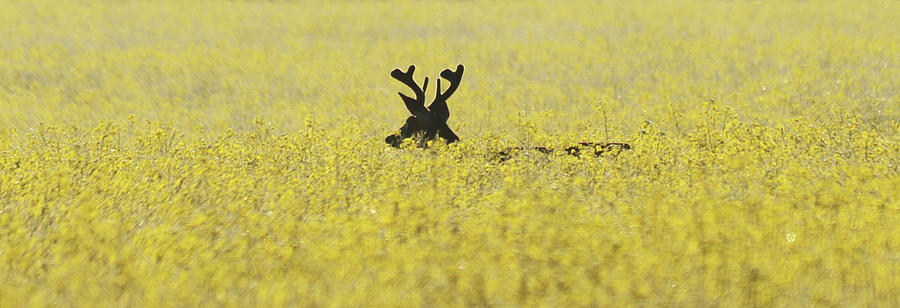 Buck in the Canola Photograph by Whispering Peaks Photography