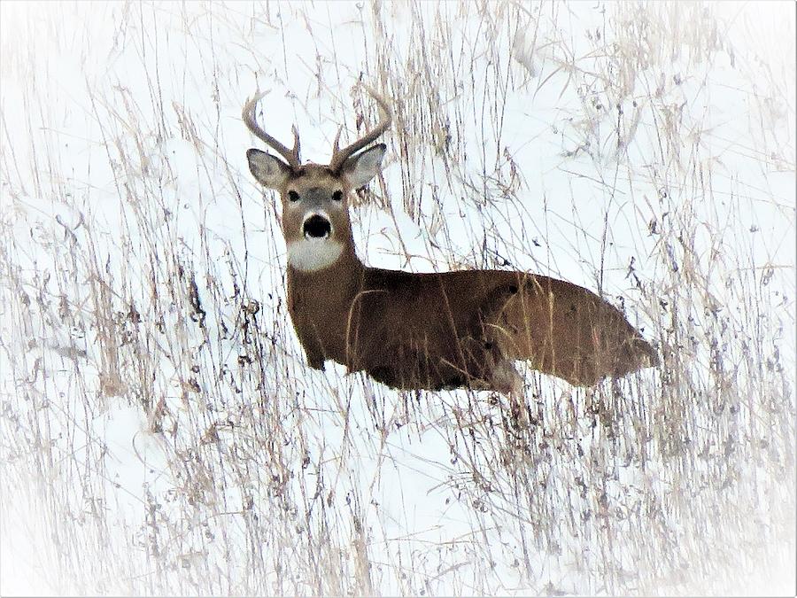 Wildlife Photograph - Buck in the Distance  by Lori Frisch