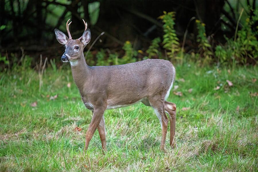 Deer Photograph - Buck in the Field by Unbridled Discoveries Photography LLC