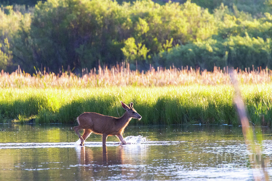 Buck in the South Platte Photograph by Steven Krull