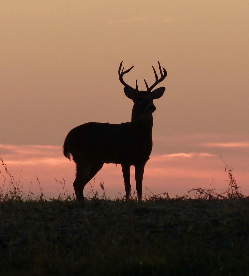 Buck in the sunset by Stephen Tucker